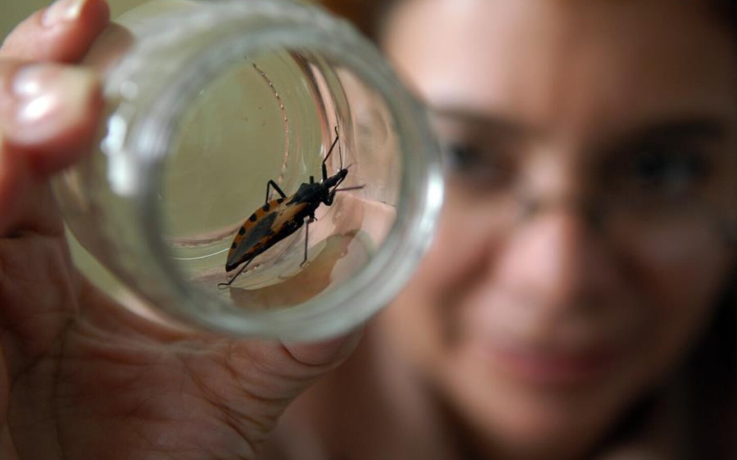 chinches-facultad-de-quimica-unam-efe