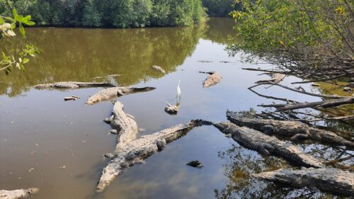 Estero La Manzanilla Foto José Eliazar Martinez Rodriguez