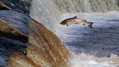 Poblaciones de peces migratorios de agua dulce