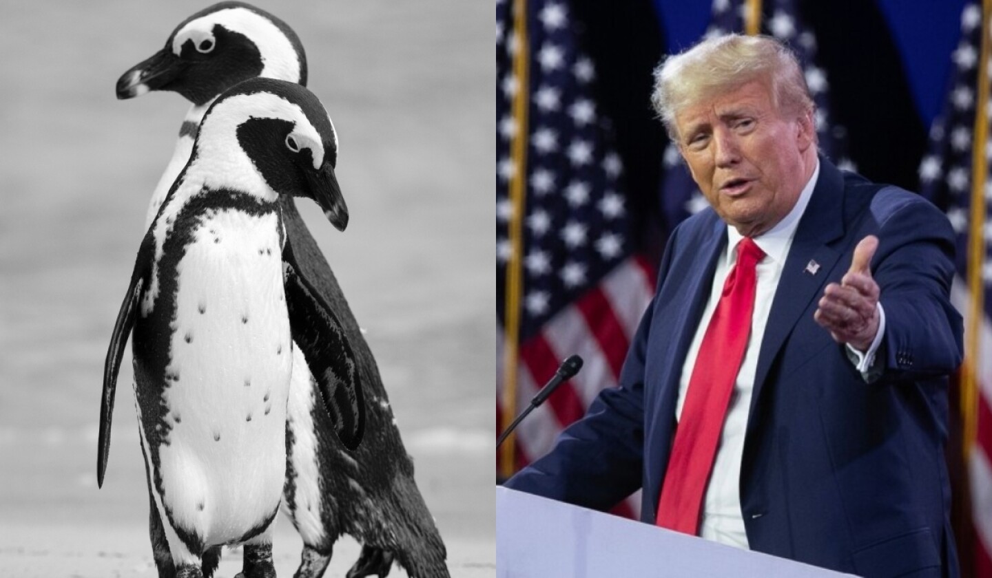 aranceles pingüinos donald trump isla deshabitada.jpg