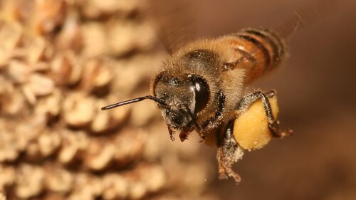 dia_mundial_abejas_