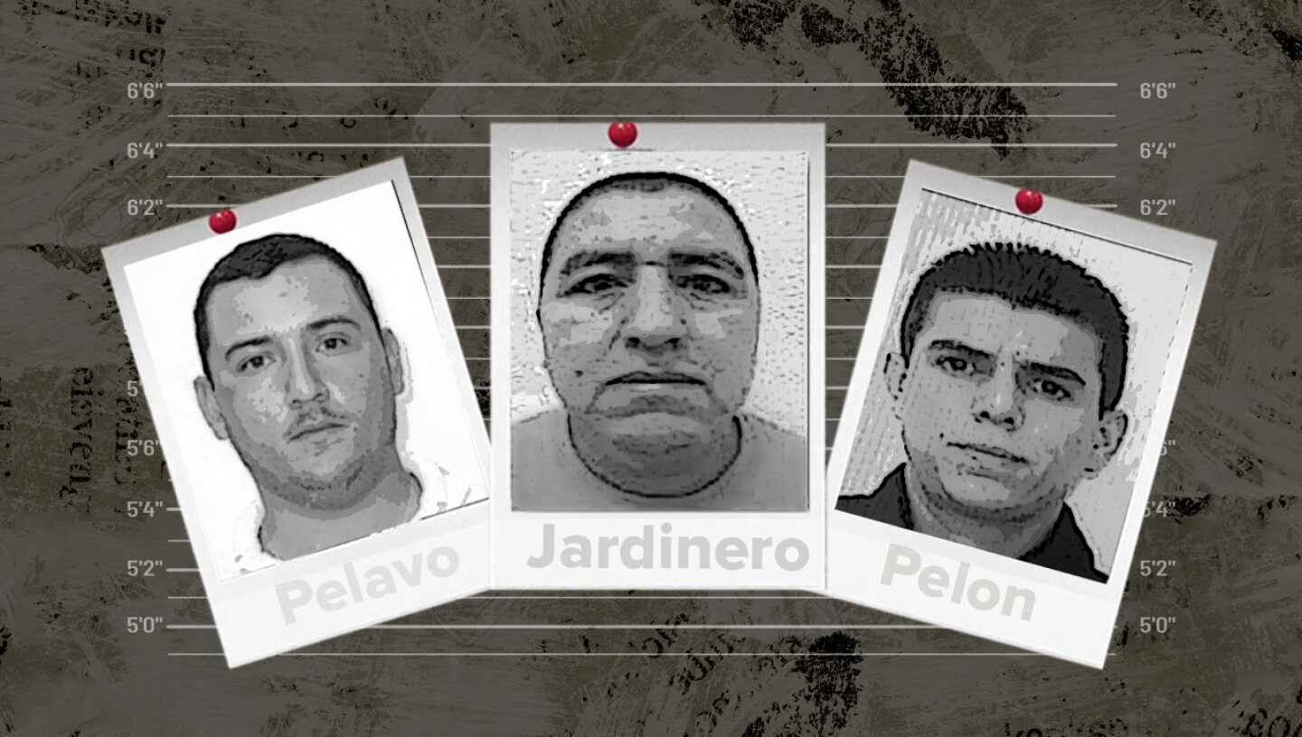 cjng-guacamaya