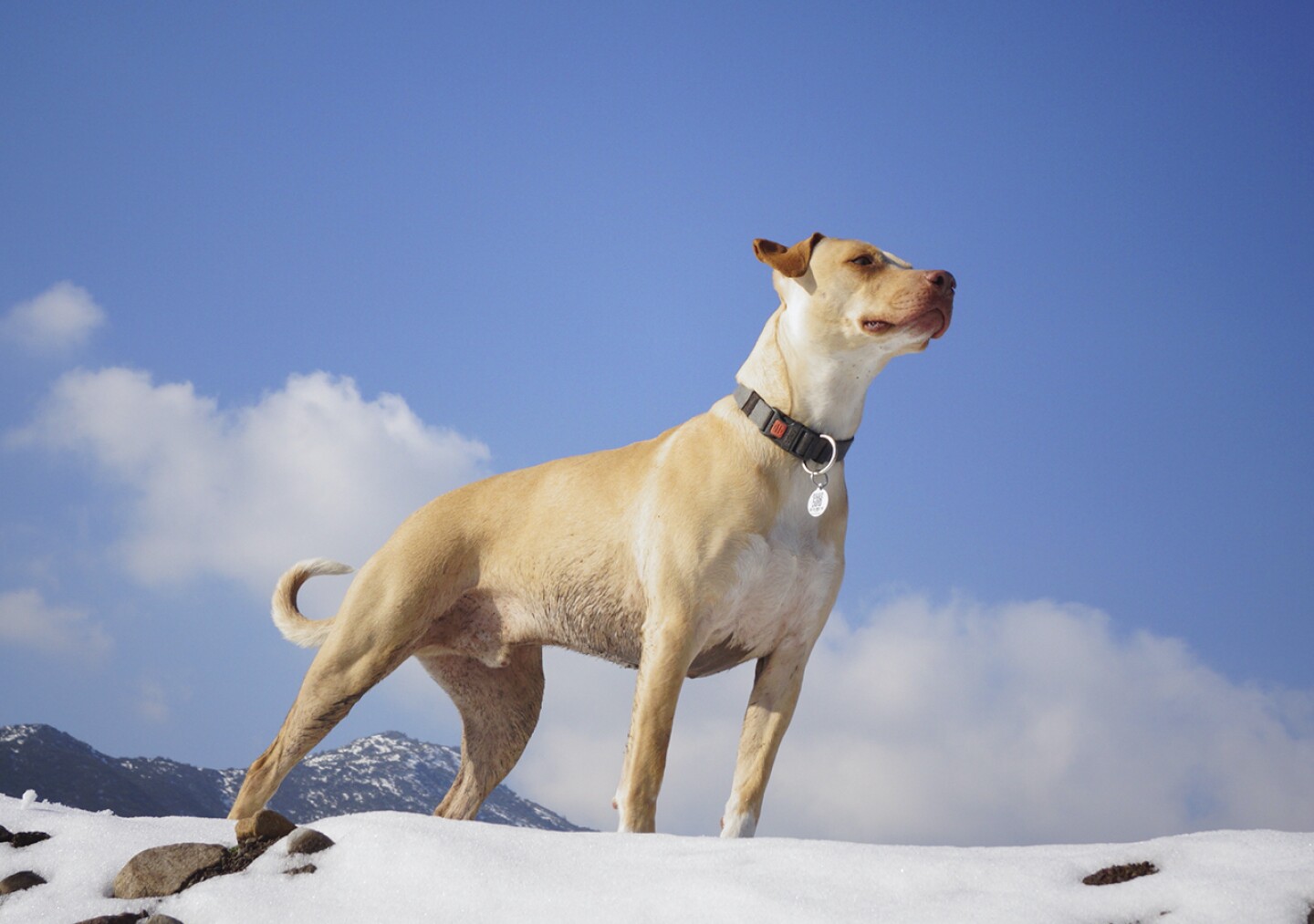 Perro