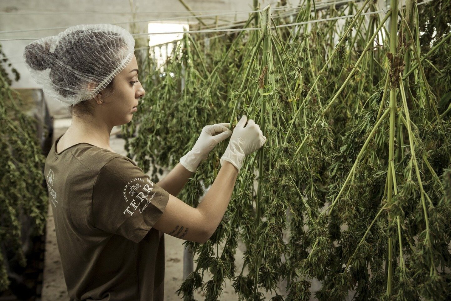 cannabis marihuana