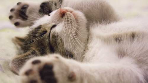 Gatos