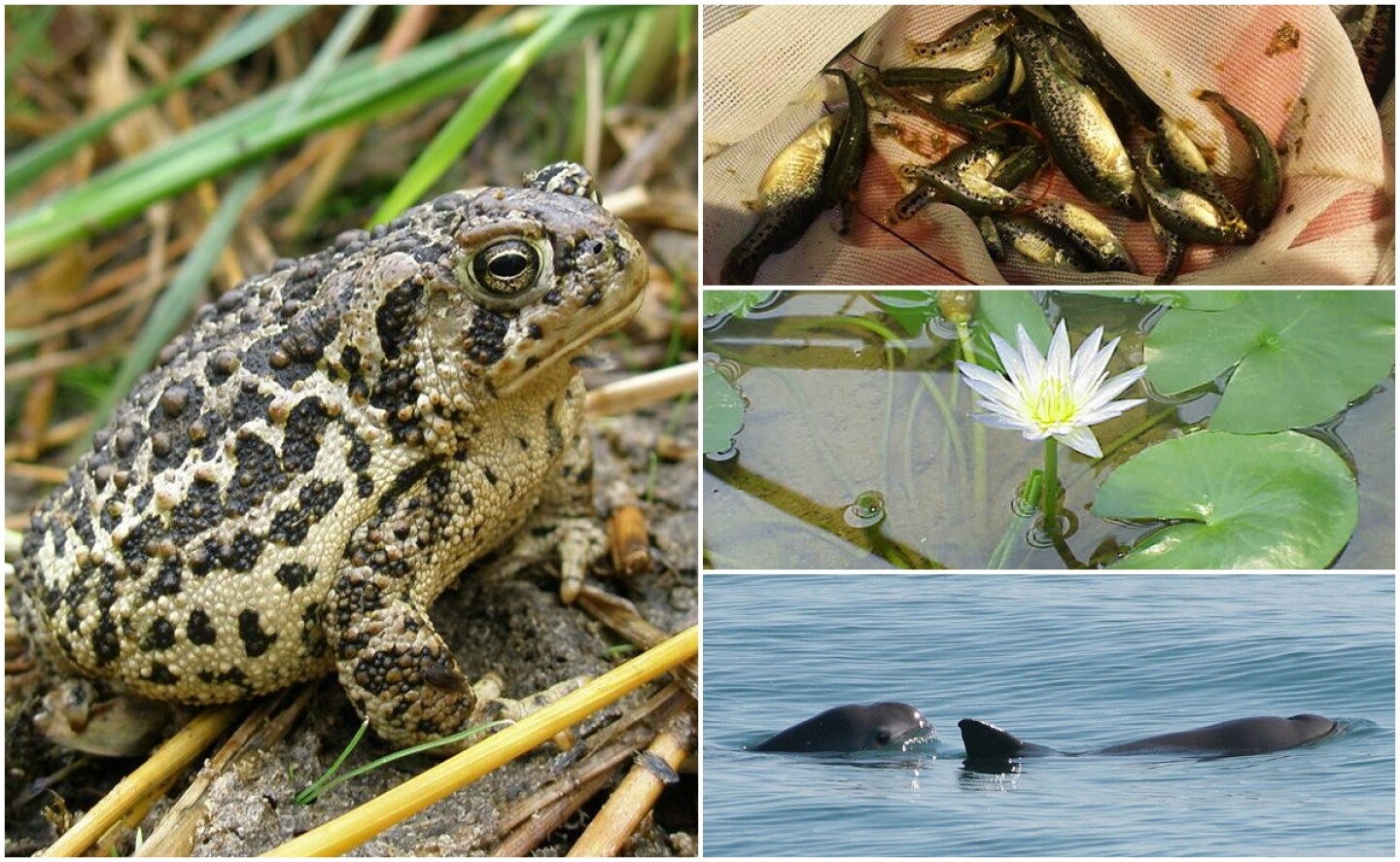 especies_amenazadas_flora_fauna_