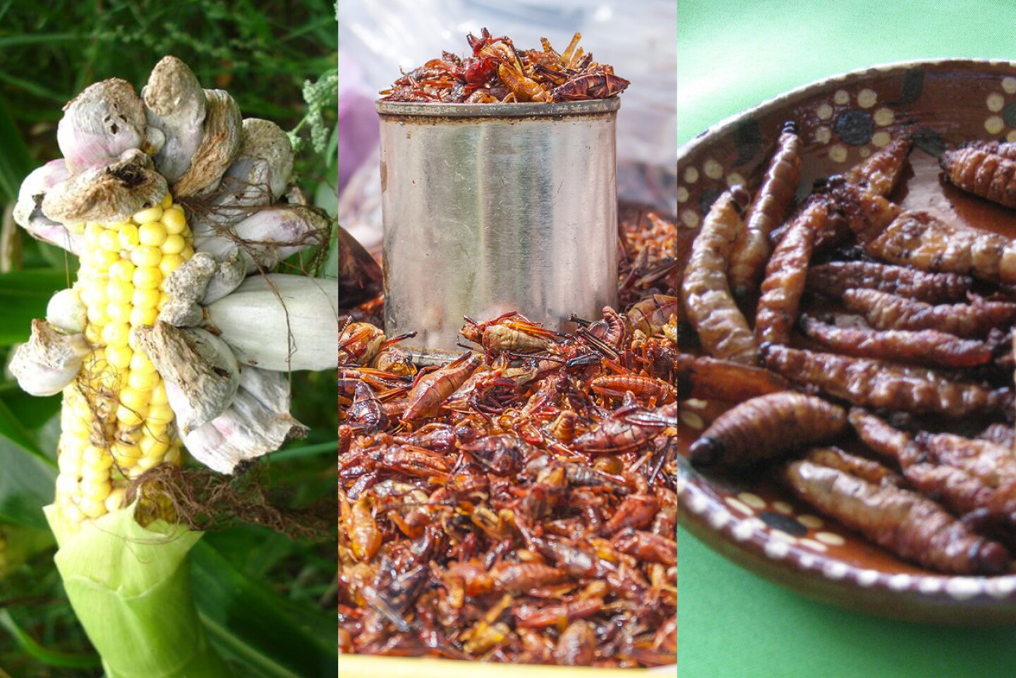 comidas-mas-exoticas-mexico