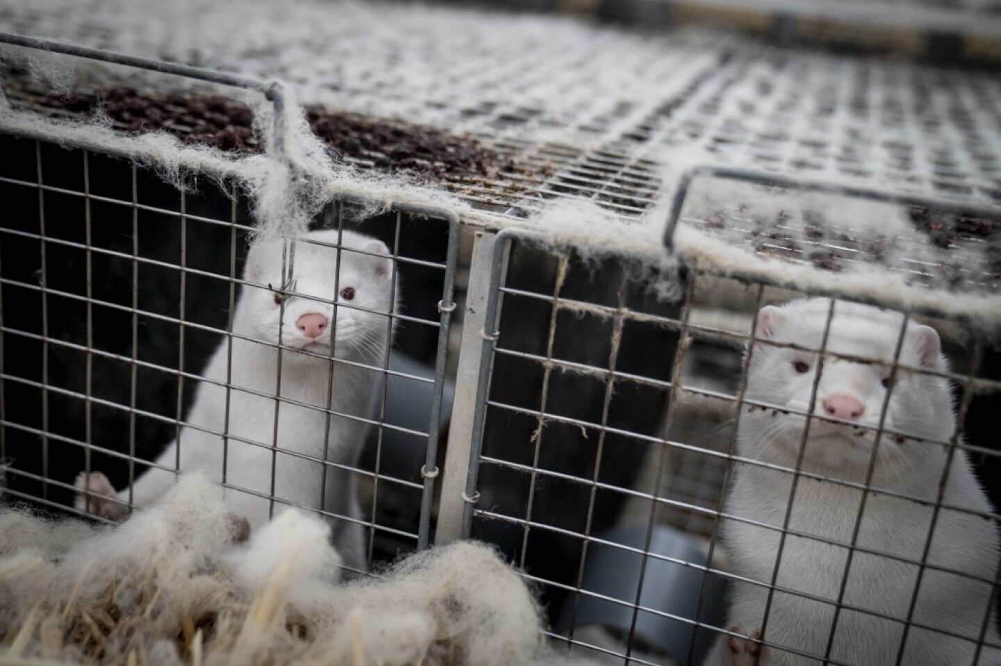 FILES-DENMARK-HEALTH-VIRUS-ANIMALS-MINK