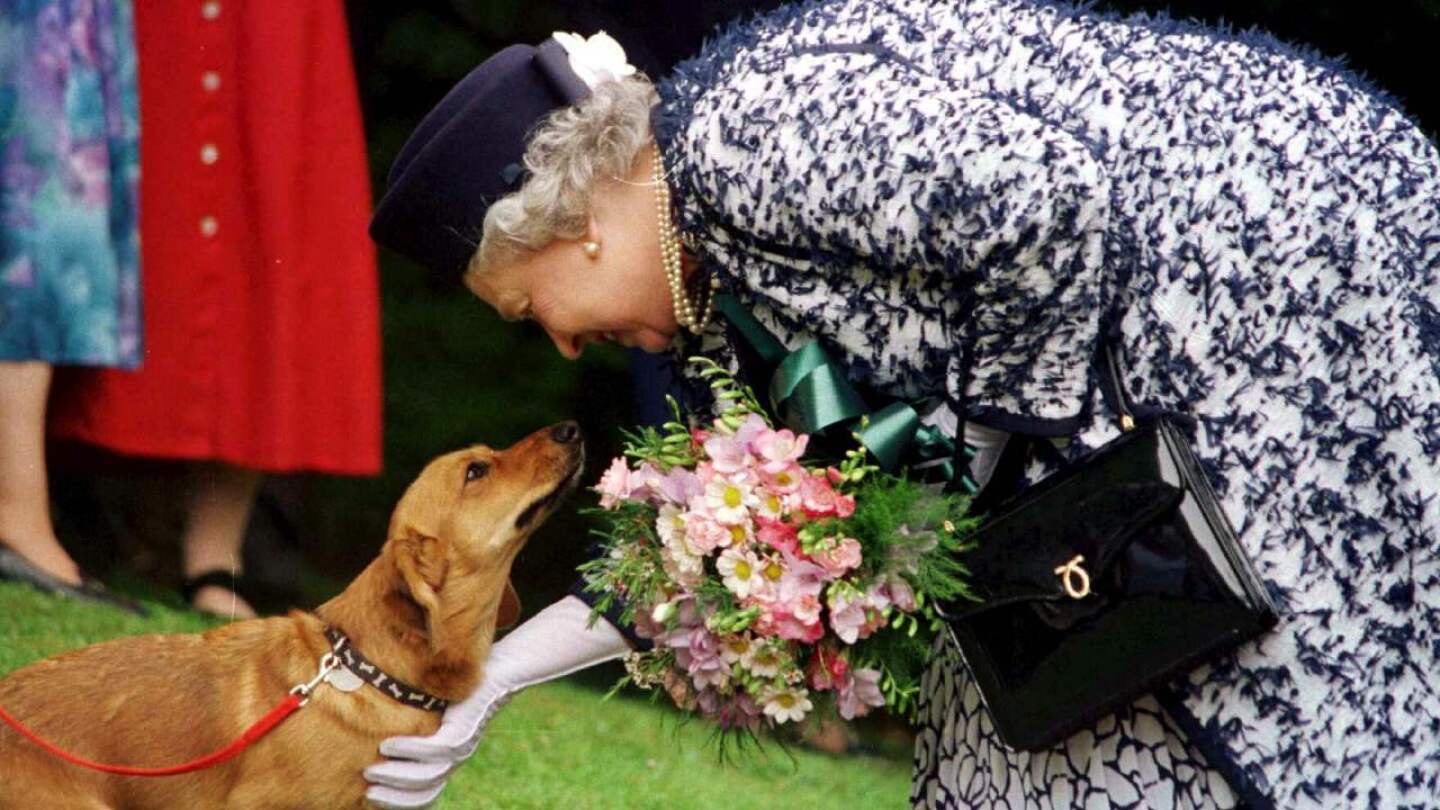 corgis reina isabel II