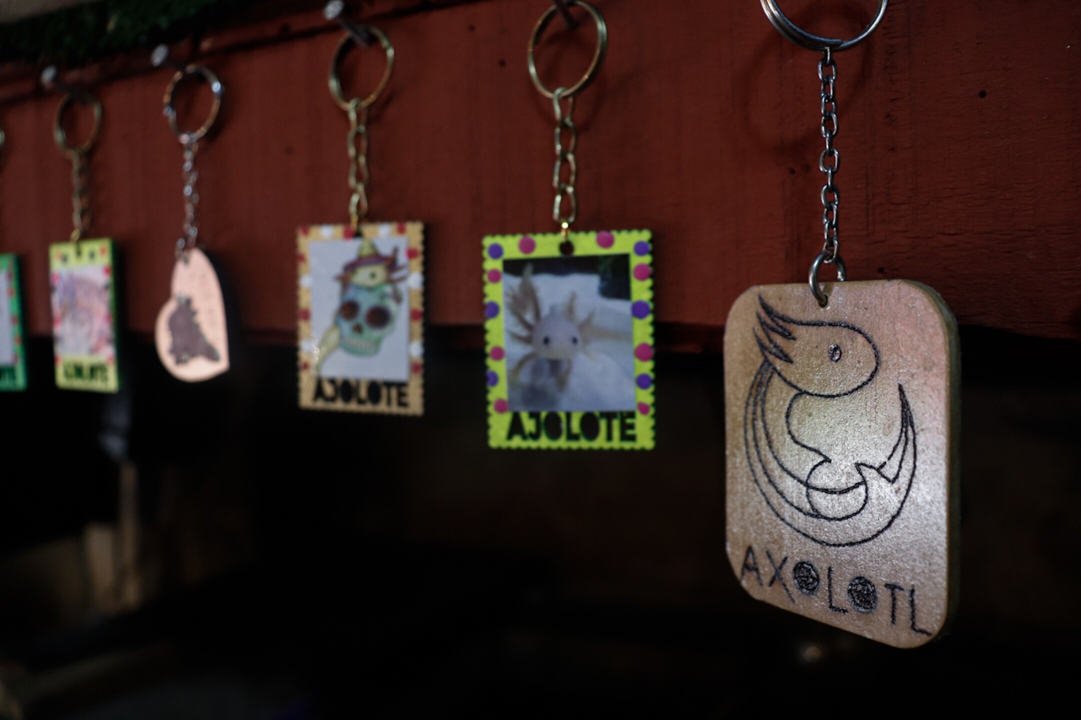 ajolote-centro-ecoturistico-Xochimilco-12