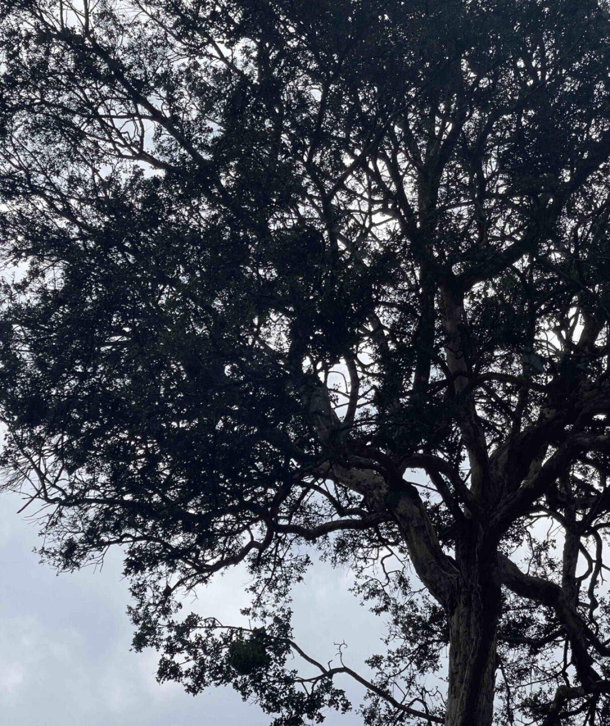 arboles-mongabay-9