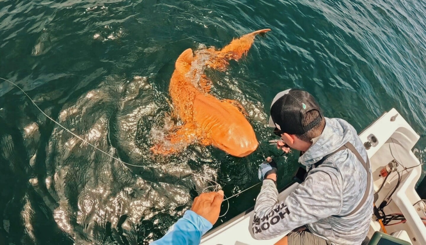 tiburón naranja caribe costa rica xantismo.jpg