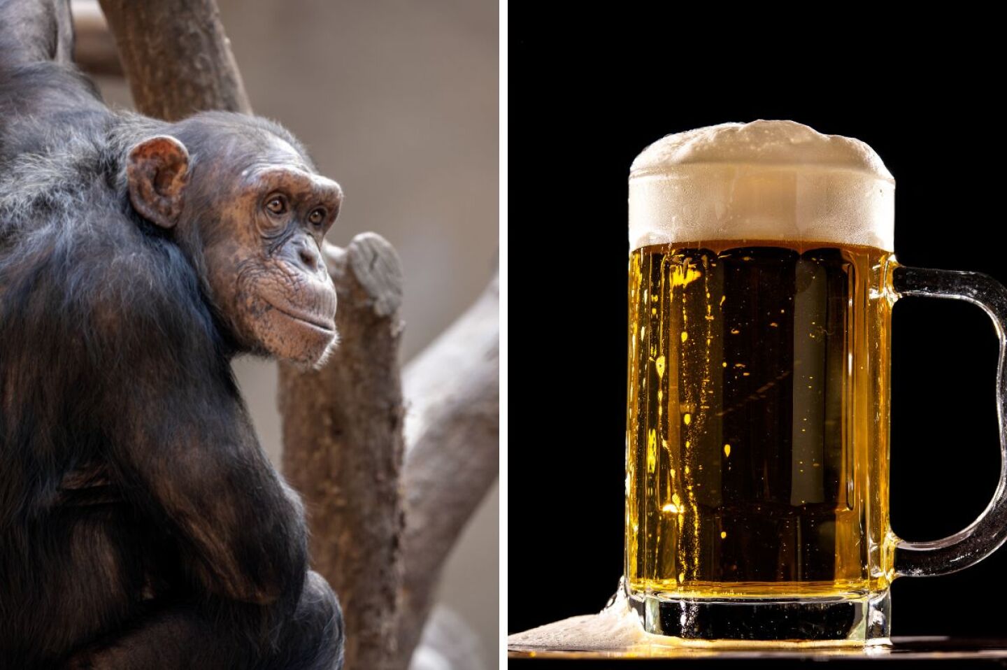 monos-borrachos-los-chimpances-beben-casi-medio-litro-de-cerveza-diariamente-revela-un-nuevo-estudio-cientifico