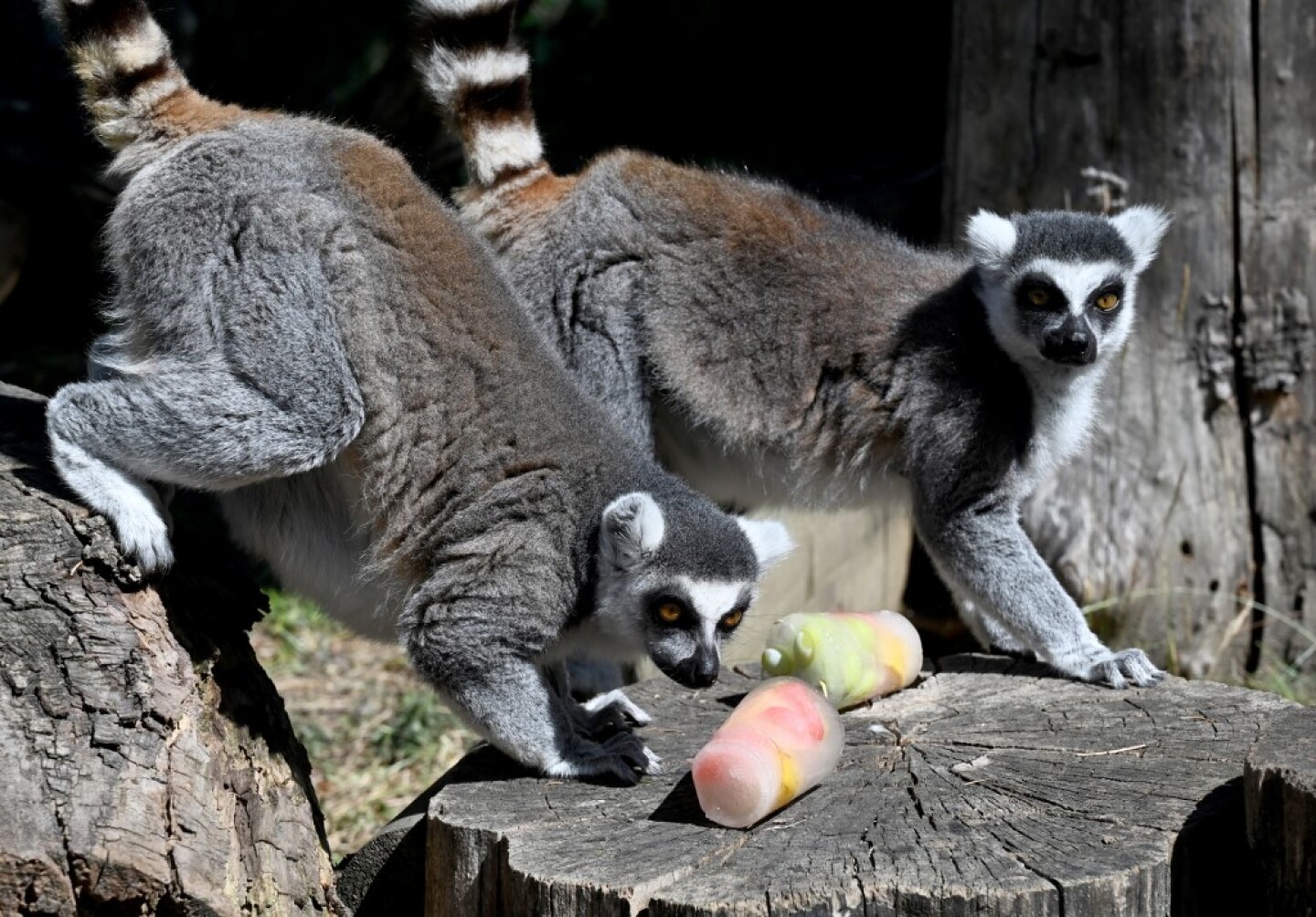 CROATIA-HEAT-ZOO-ANIMALS
