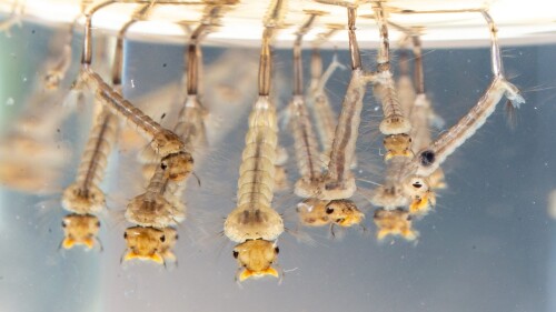 larvas de mosquitos