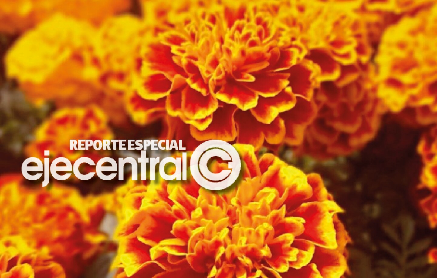 Promo_479_Convocan a donar el Cempasúchil