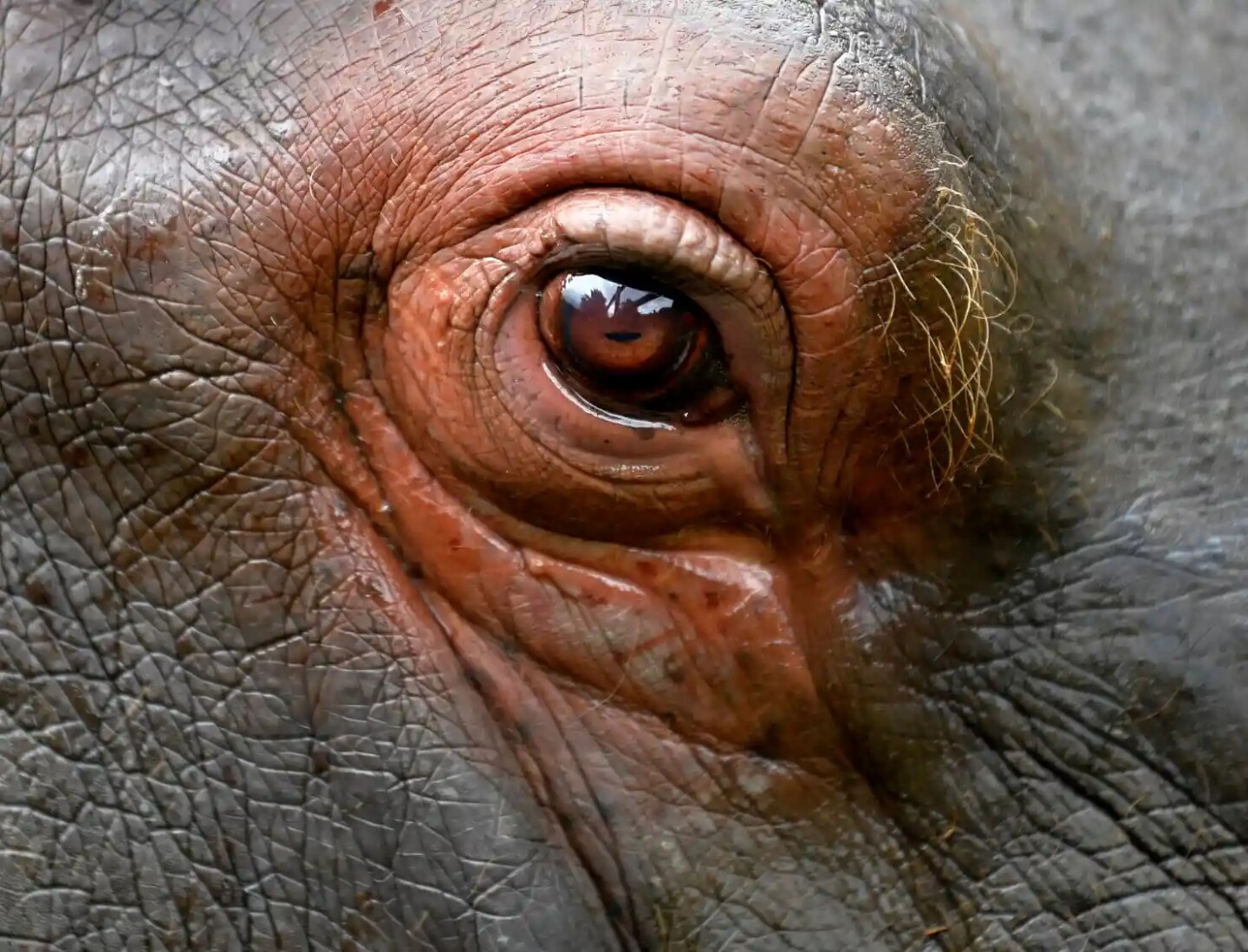 podrán_los_humanos_entender_alguna_vez_cómo_piensan_los_animales