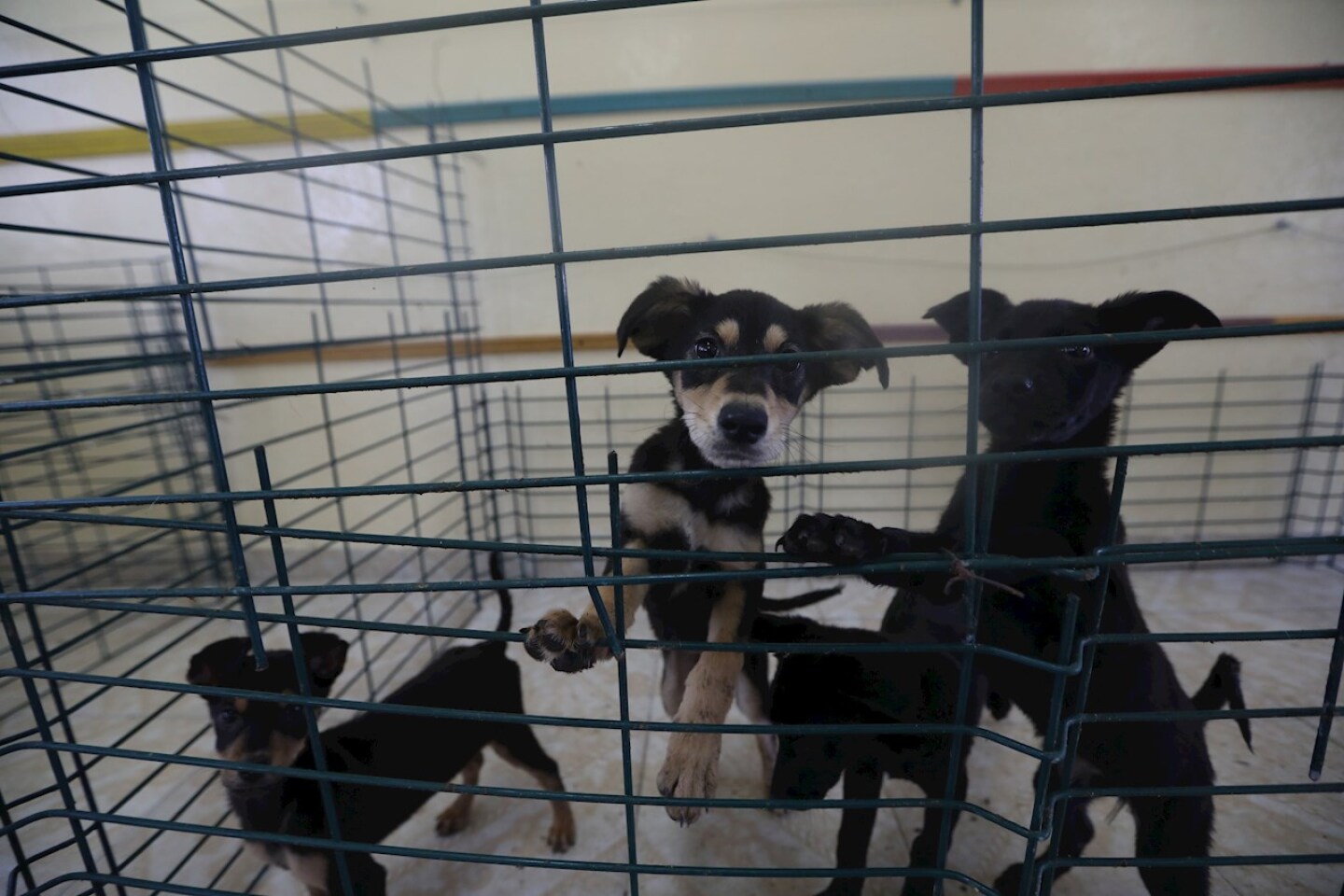 perritos-de-santa-lucia