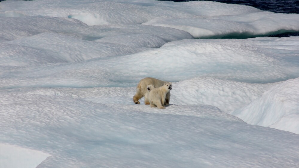 Crisis climática ositos