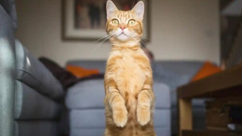 los_gatos_están_atentos_a_la_voz_de_su_dueño_revela_investigación