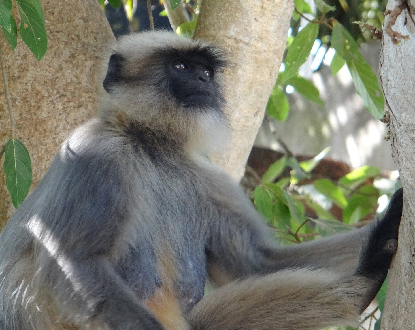 gray-langur-264160_1280