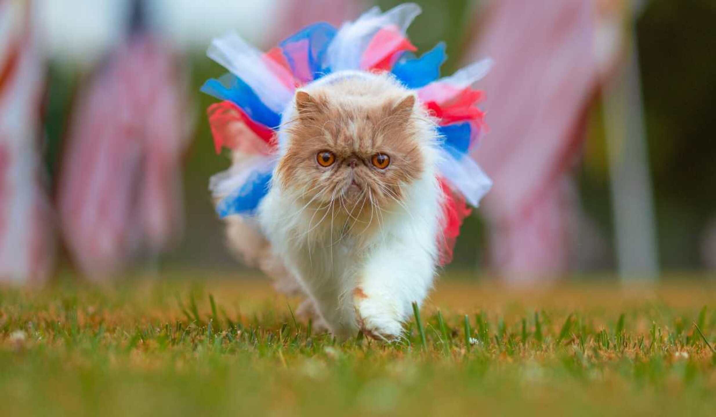 dia del gato 2025 porque se llaman karen las duenas de michis(2).jpg