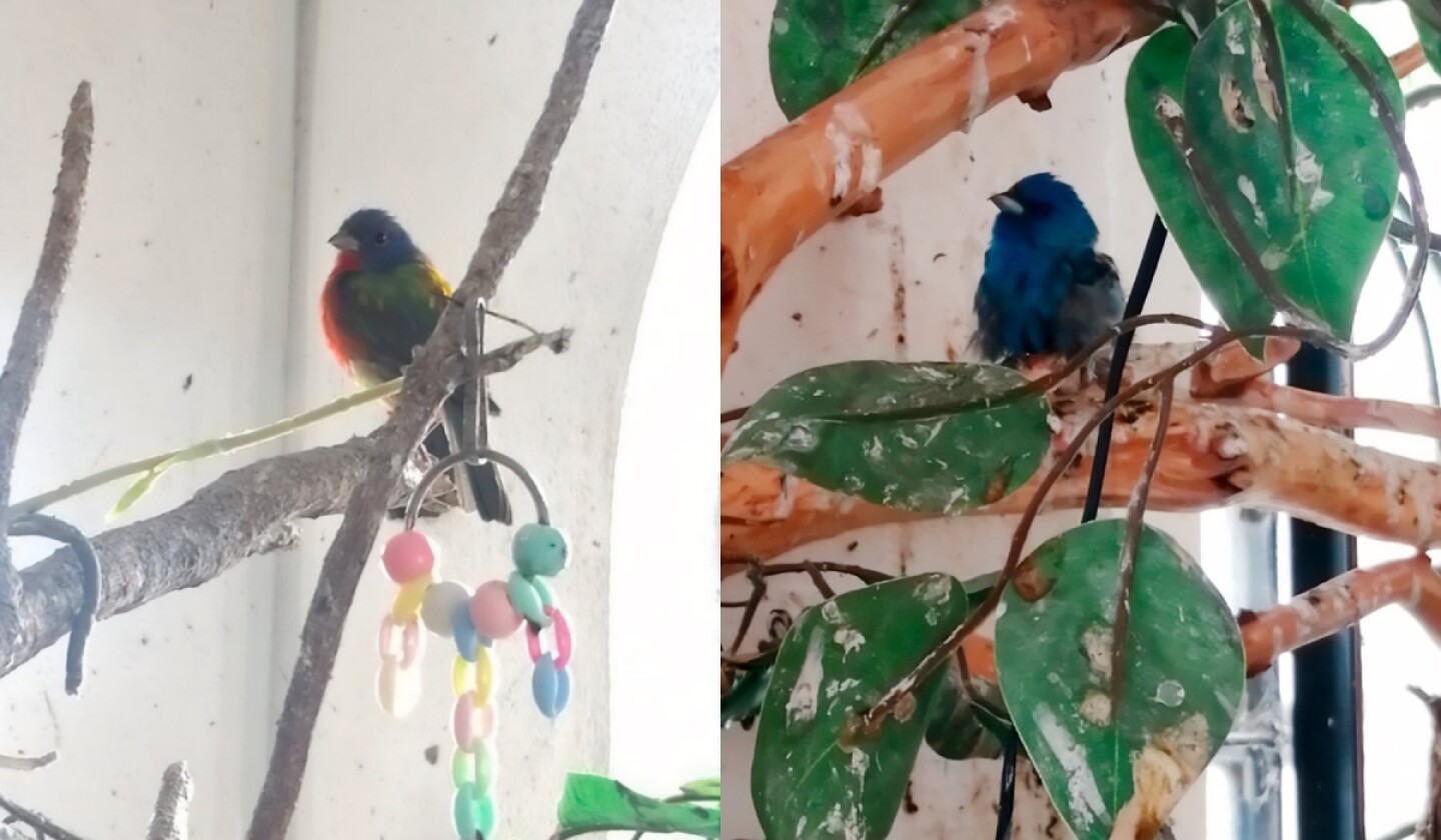 pájaros_aves profepa.jpg