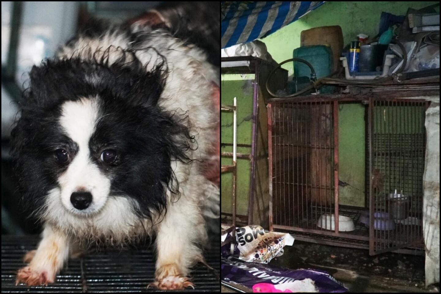 criadero-clandestino-ecatepec