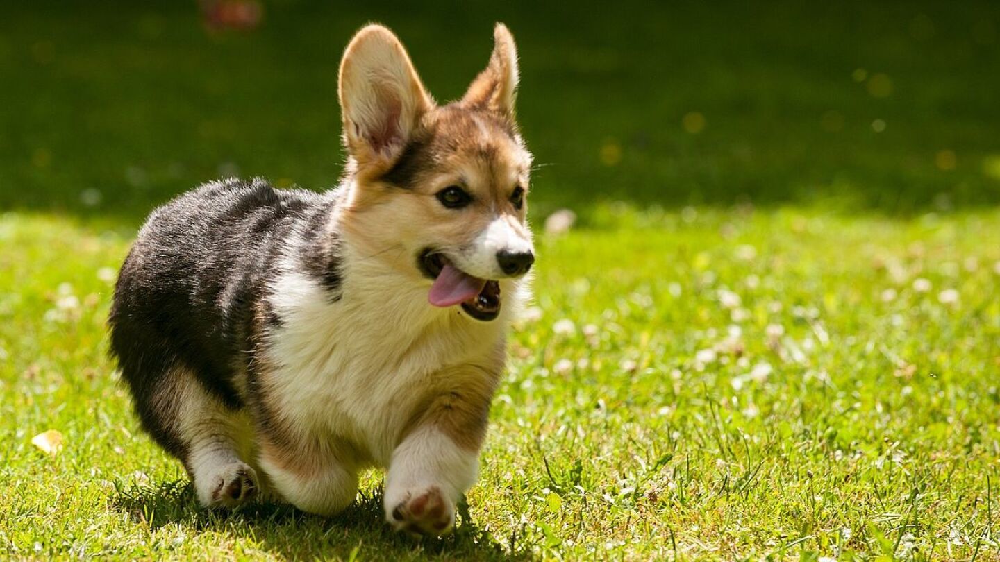 perros corgis
