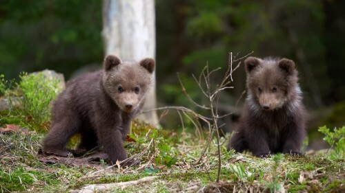 osos pardos cachorros de oso