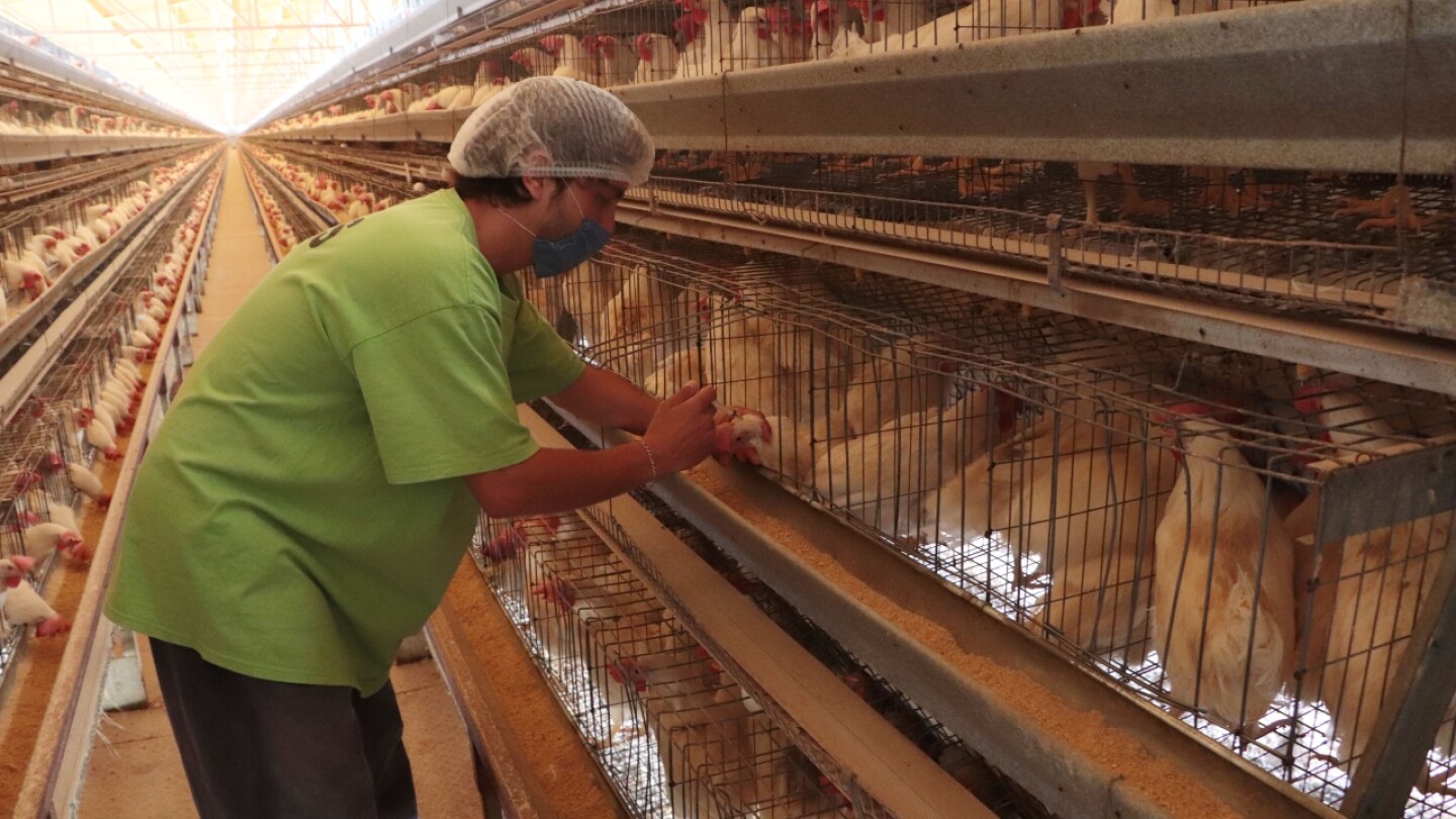 influenza aviar A(H5N2)