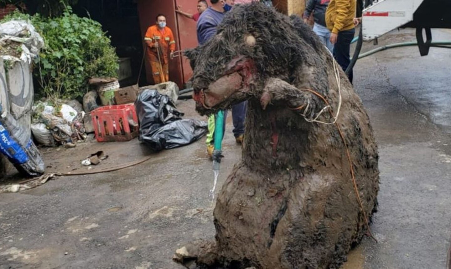 Tras labores de limpieza por lluvias, encuentran ''rata gigante''