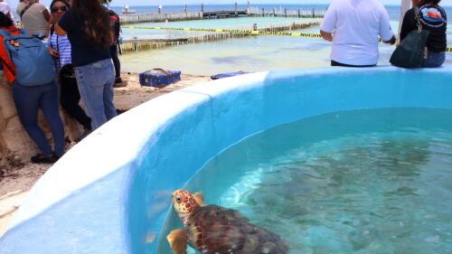 tortugas-isla-mujeres