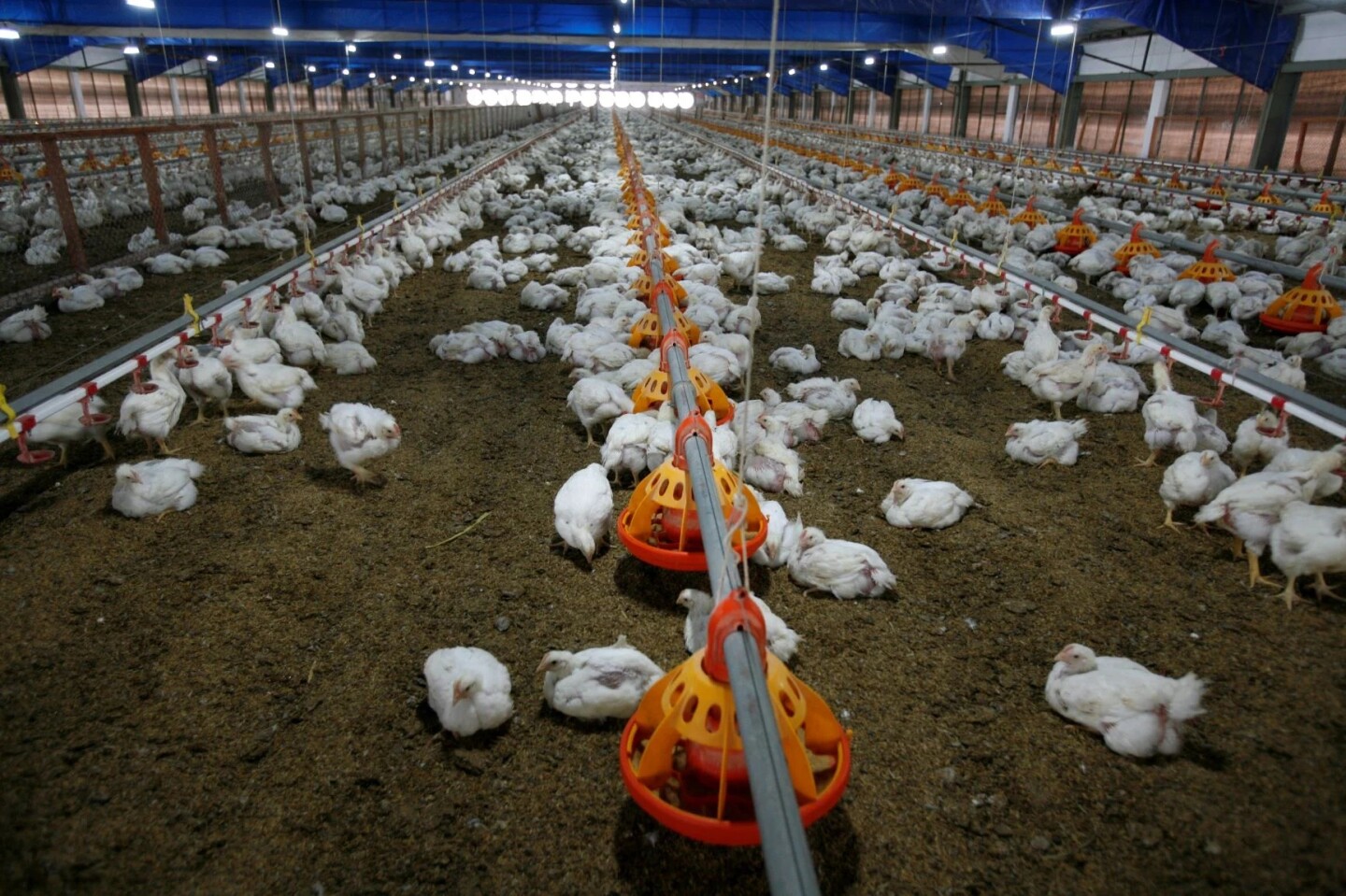 Edomex, el epicentro del primer caso de gripe aviar A(H5N2) en México