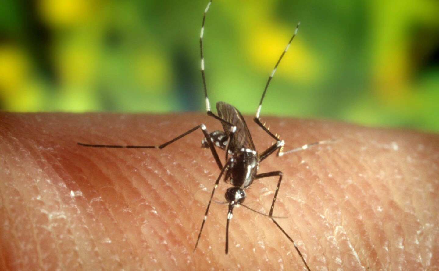 malaria-belice-efe