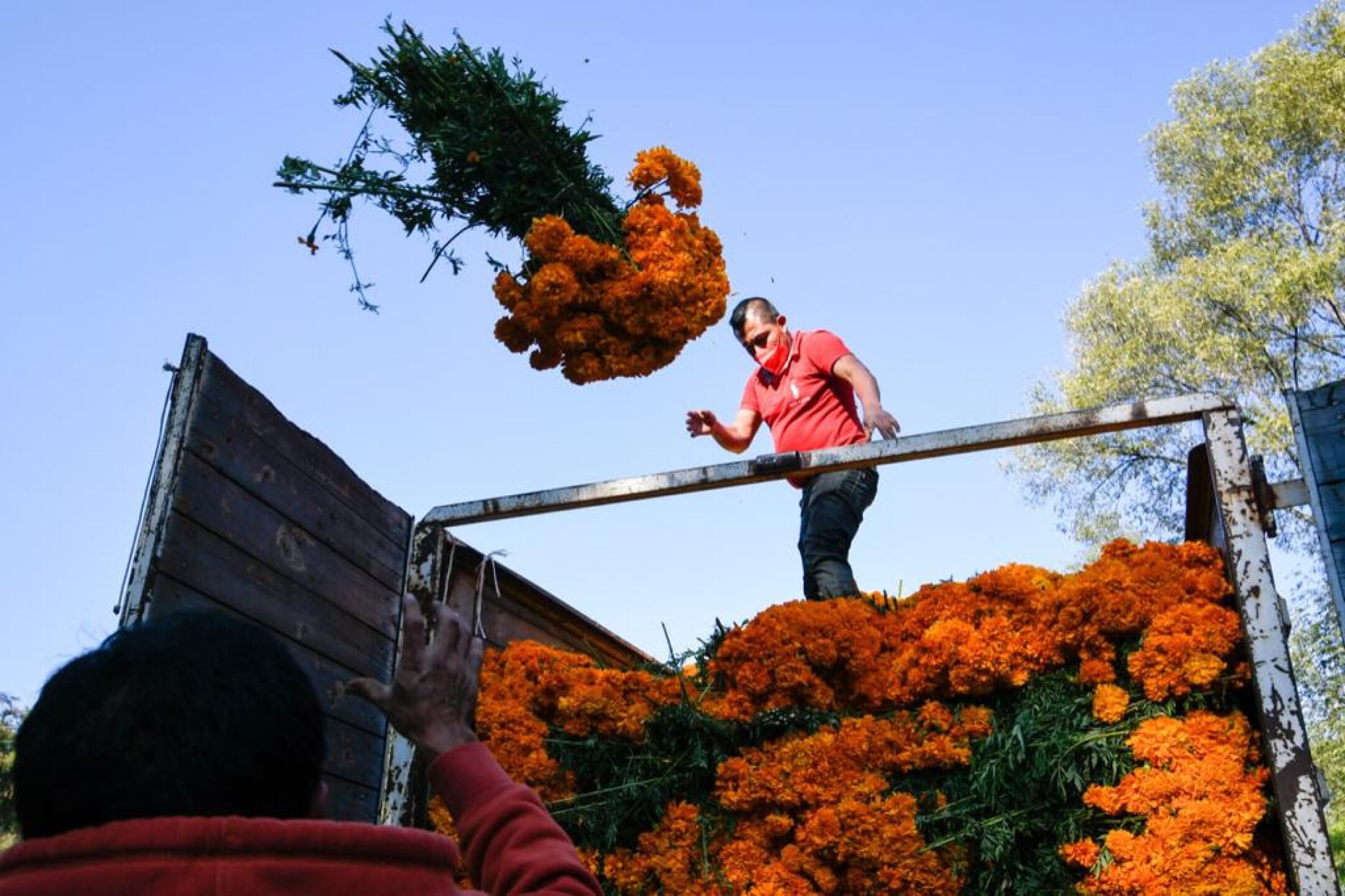 dia.de_.muertos-cdmx-flor