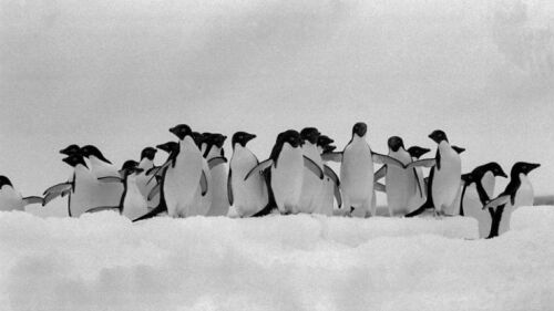 Muerte masiva de pingüinos en Antártida