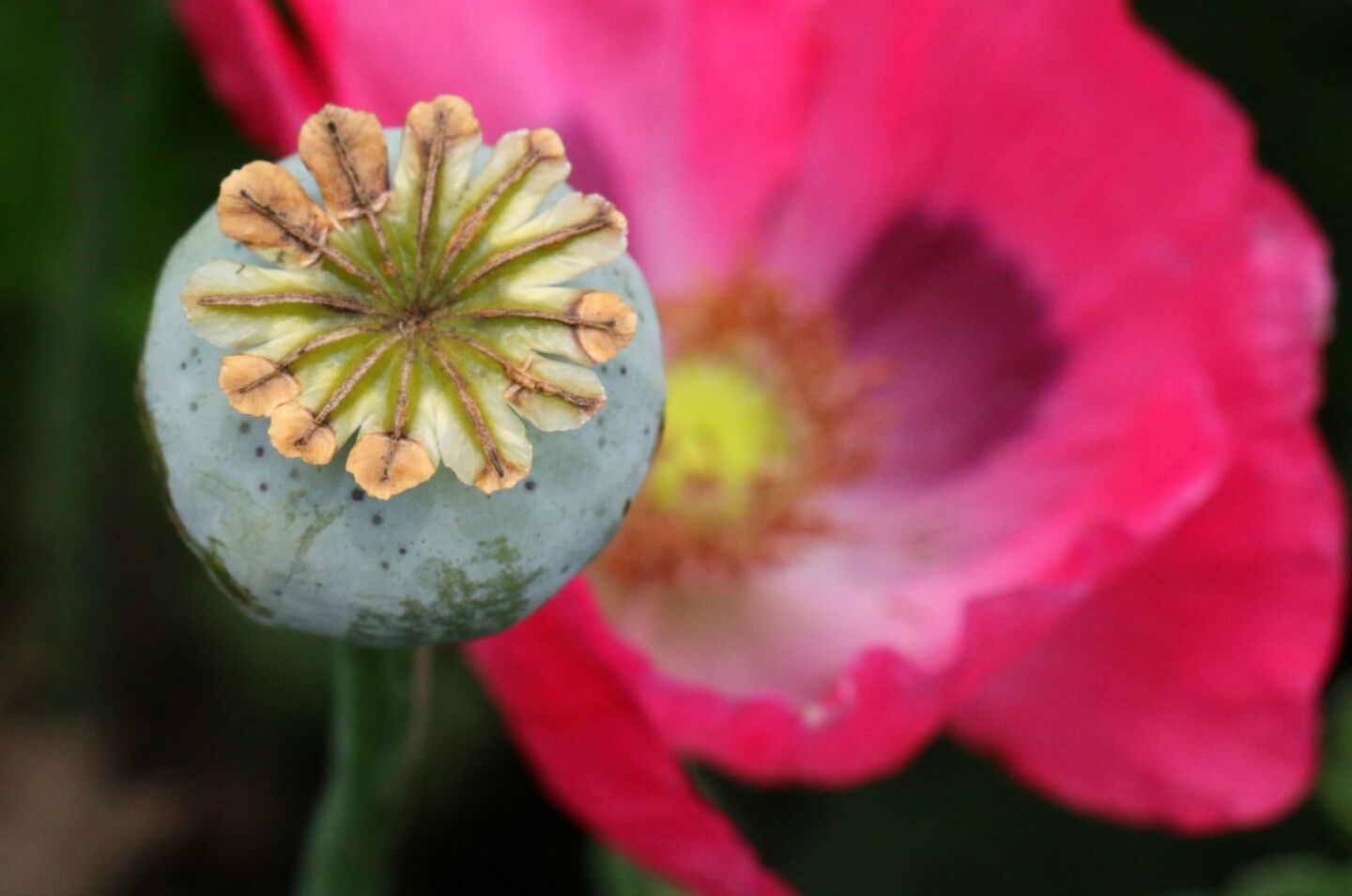 Tras dos años de producción récord, cae cultivo de amapola