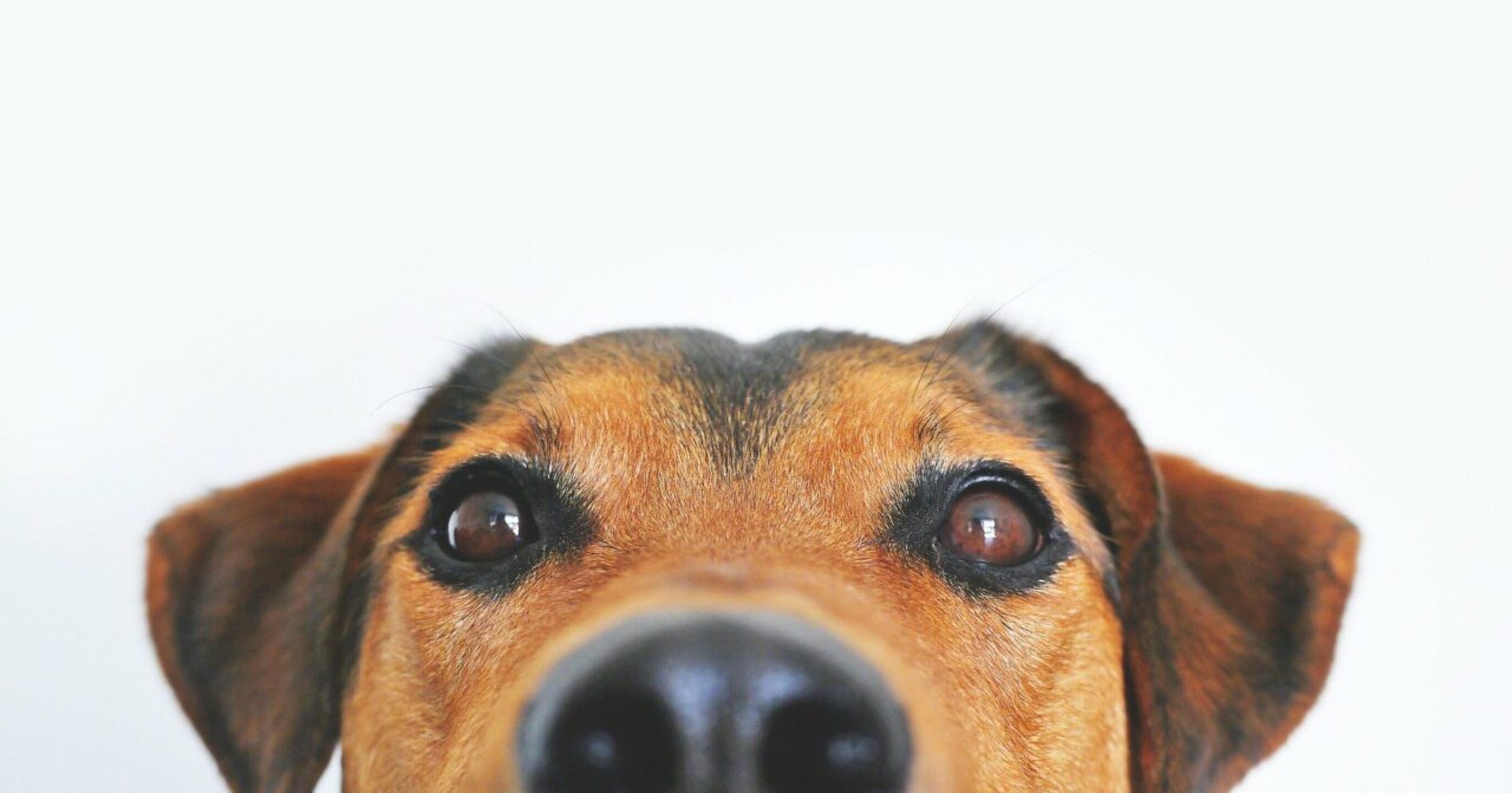 perro-comida-1280x671