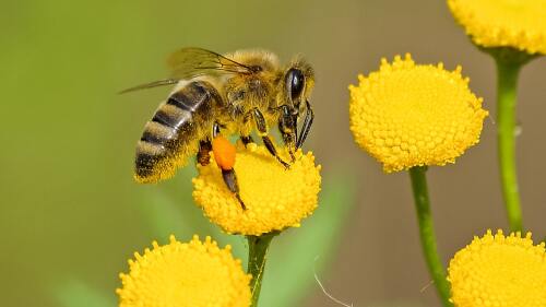 dia mundial de las abejas