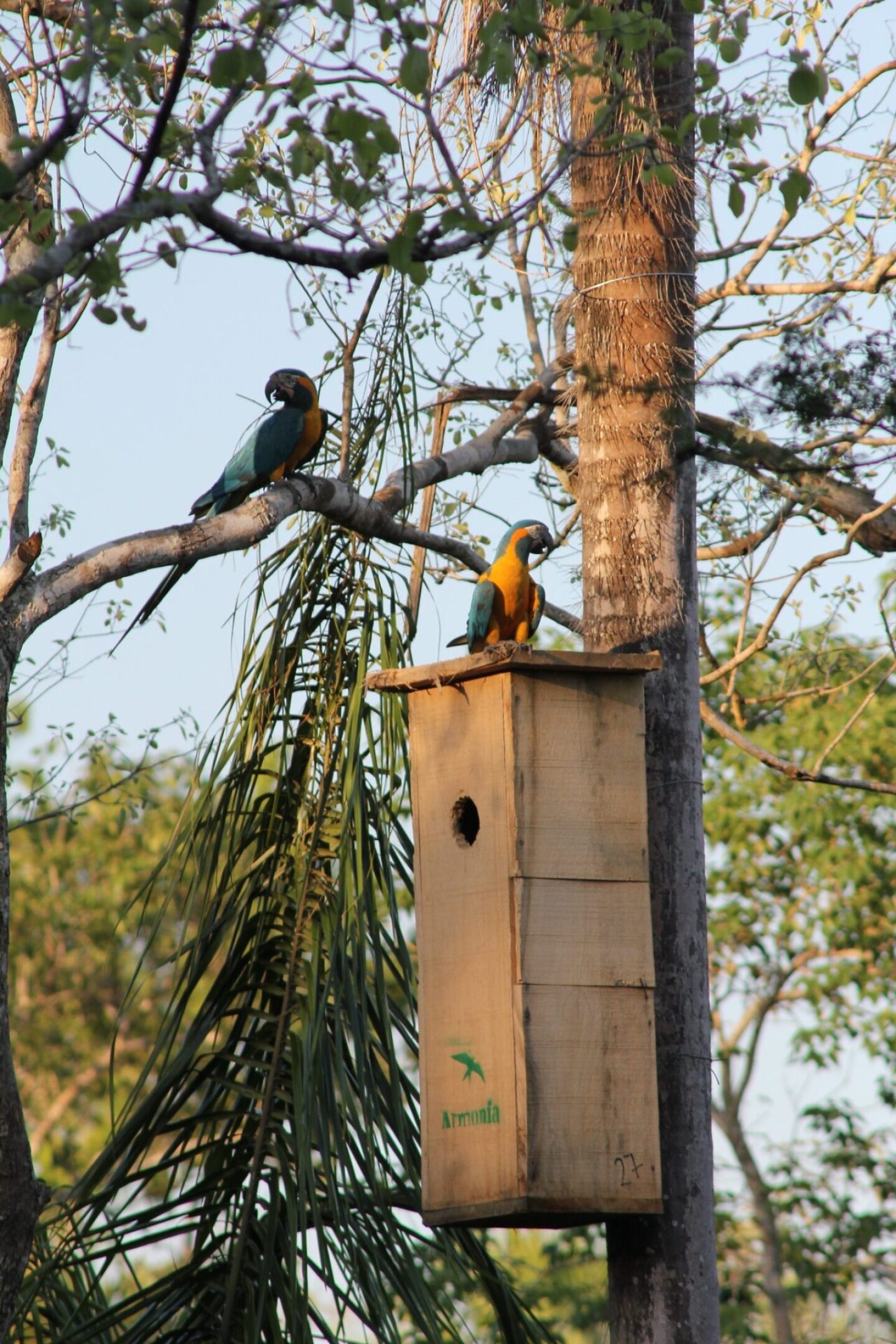 Paraba-barba-azul-Reserva-Laney-Rickman-Asociación-Armonia-17