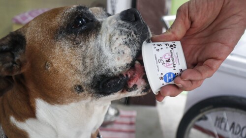 helado-para-perros-día-del-perro-lomitos-puppies-and-cream-3