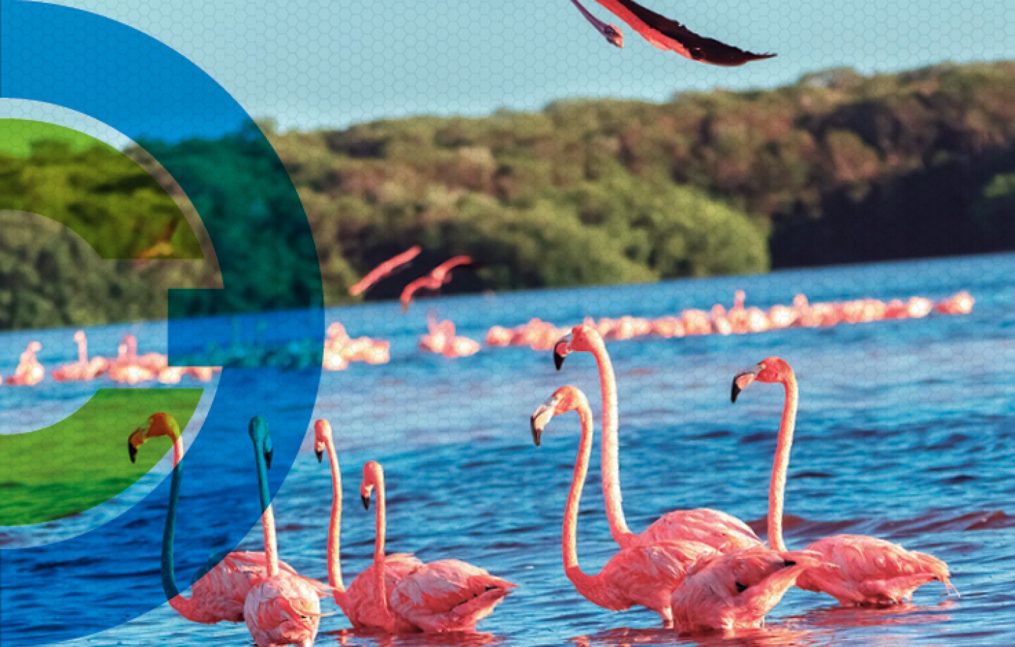 Flamencos en Celestún
