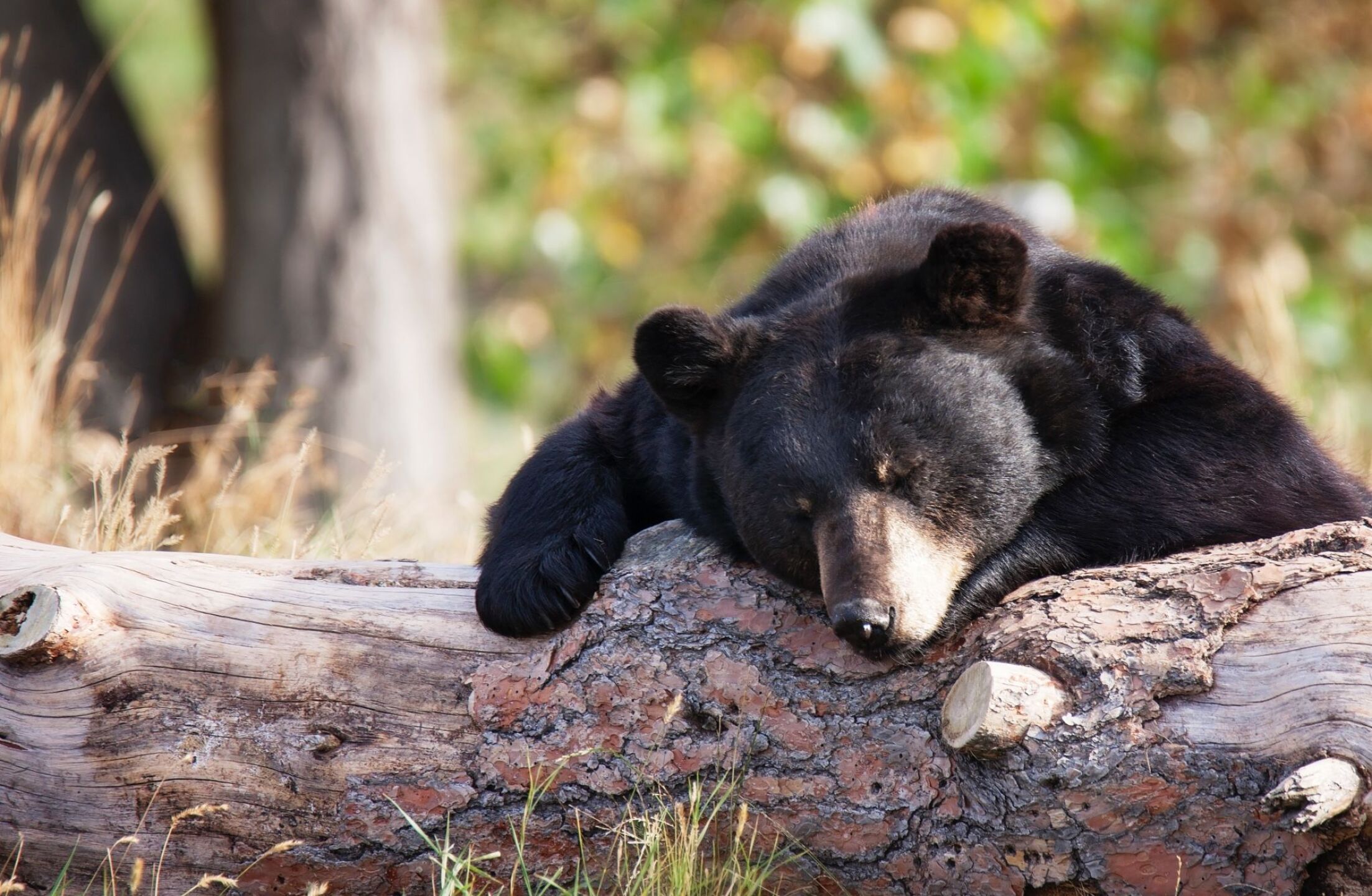 Oso negro