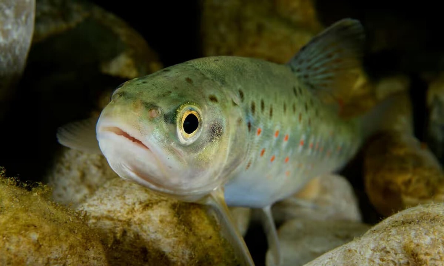 Peces adictos a la metanfetamina PORTADA