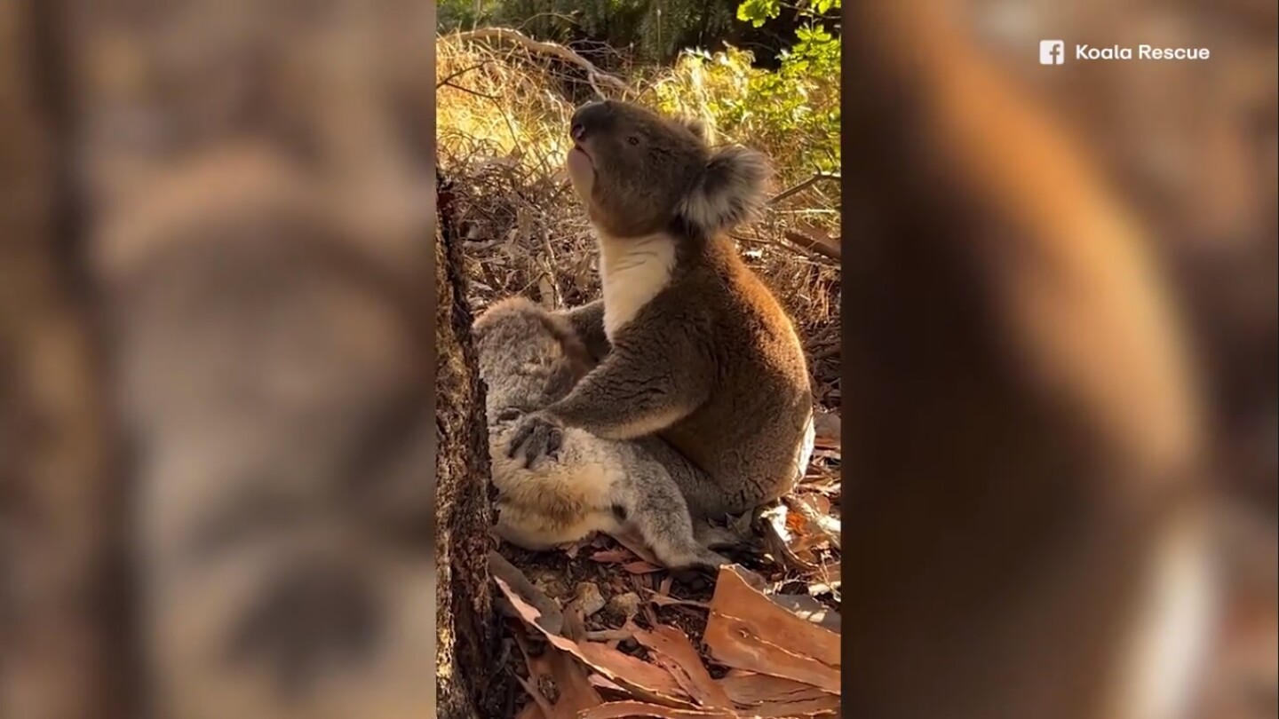 koala
