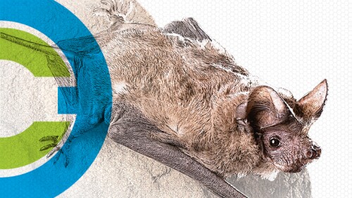 murciélagos