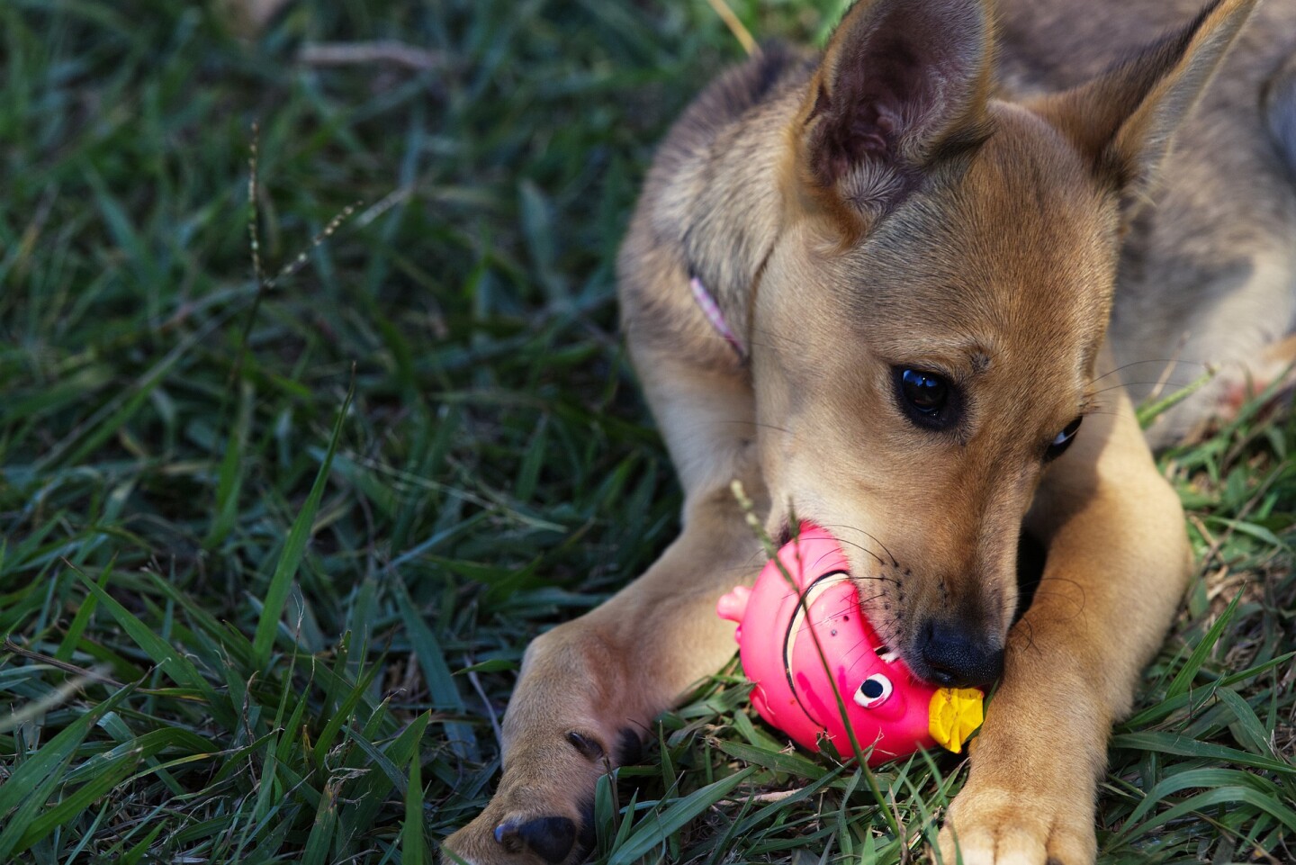 dog-6327075_1920