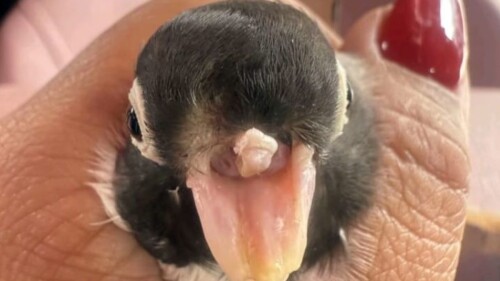 pajarito sin pico.jpg