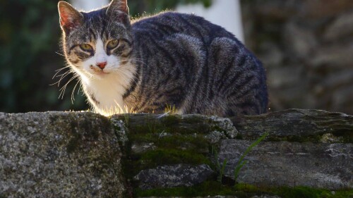 grey-urban-wild-cat-on-a-stone-wall-2021-08-27-09-58-40-utc (1)